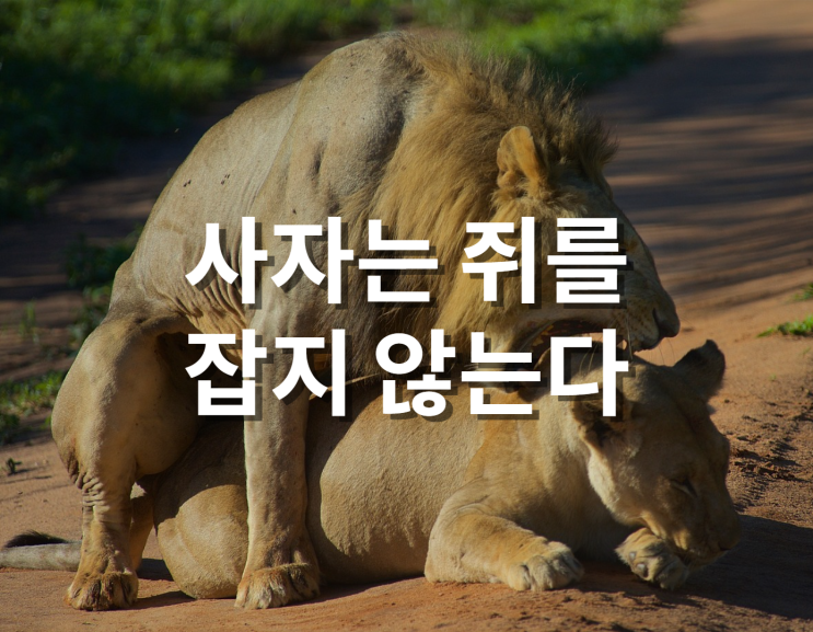  사자는 쥐를 잡지 않는다