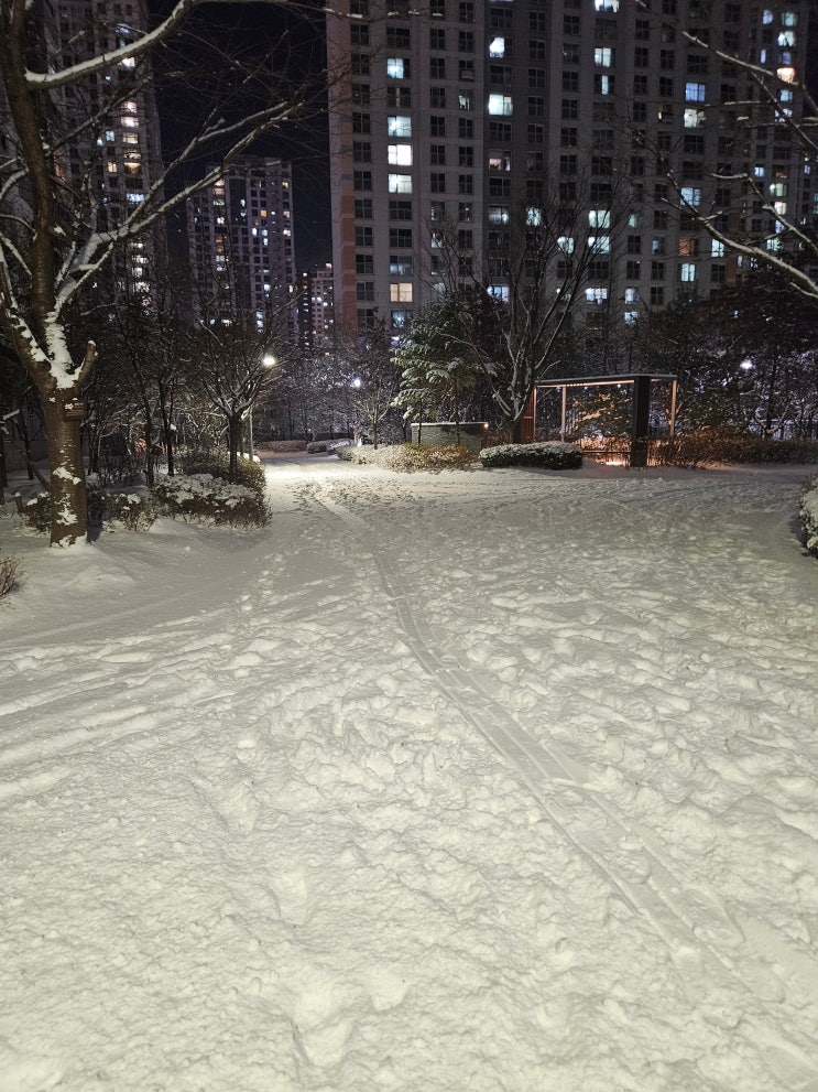  2025년 겨울 첫 눈