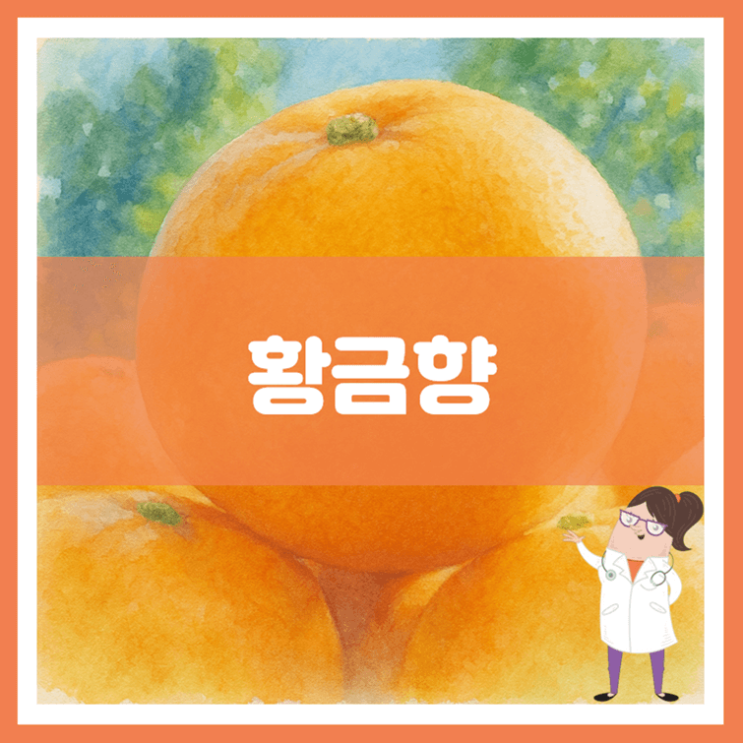  황금향 효능 부작용 고르는 방법