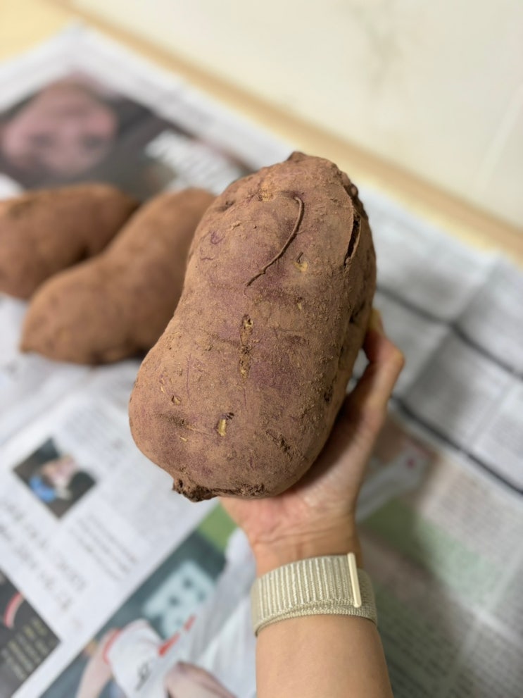  왕 고구마