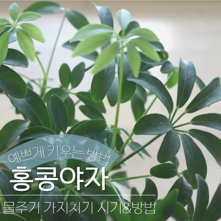  홍콩야자 키우기 가지치기 물주기!