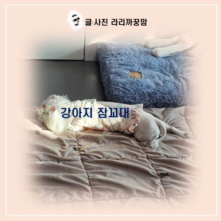  강아지 잠꼬대 비밀! '렘수면' 중 뇌가 활발해지는 순간, 댕댕이가 꾸는 꿈의 정체는?