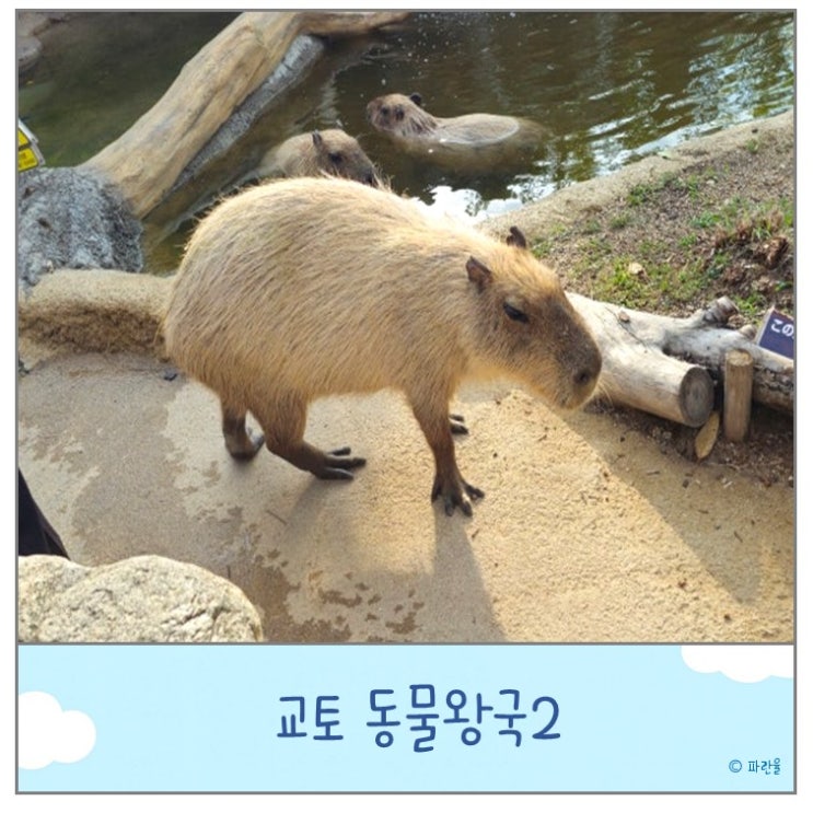  고베 여행 즐길 거리 추천 동물왕국