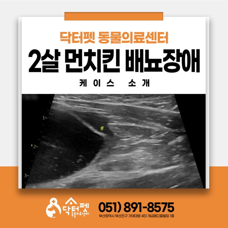  고양이가 오줌을 안 눈지 하루가 넘었어요! 부산 고양이 응급 동물병원 닥터펫