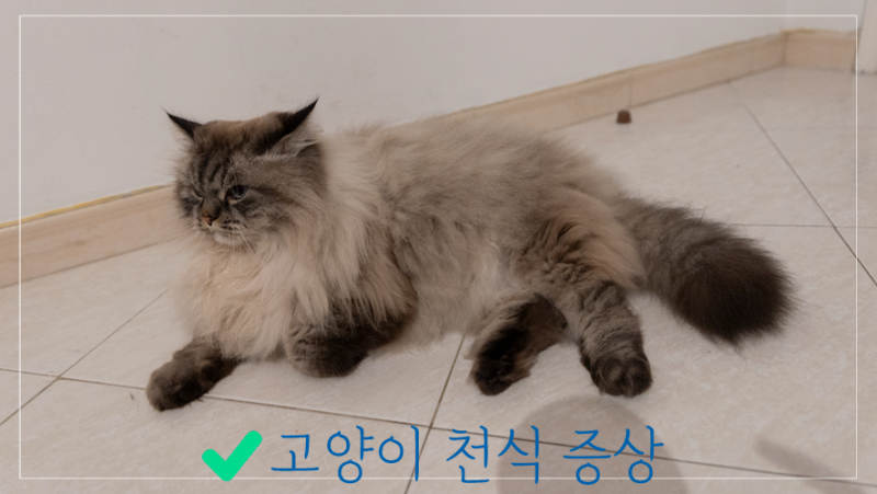 고양이 천식 증상 : 헤어볼과 구별하는 결정적 차이와 응급 신호