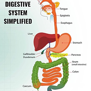 Overview of the Human Digestive System