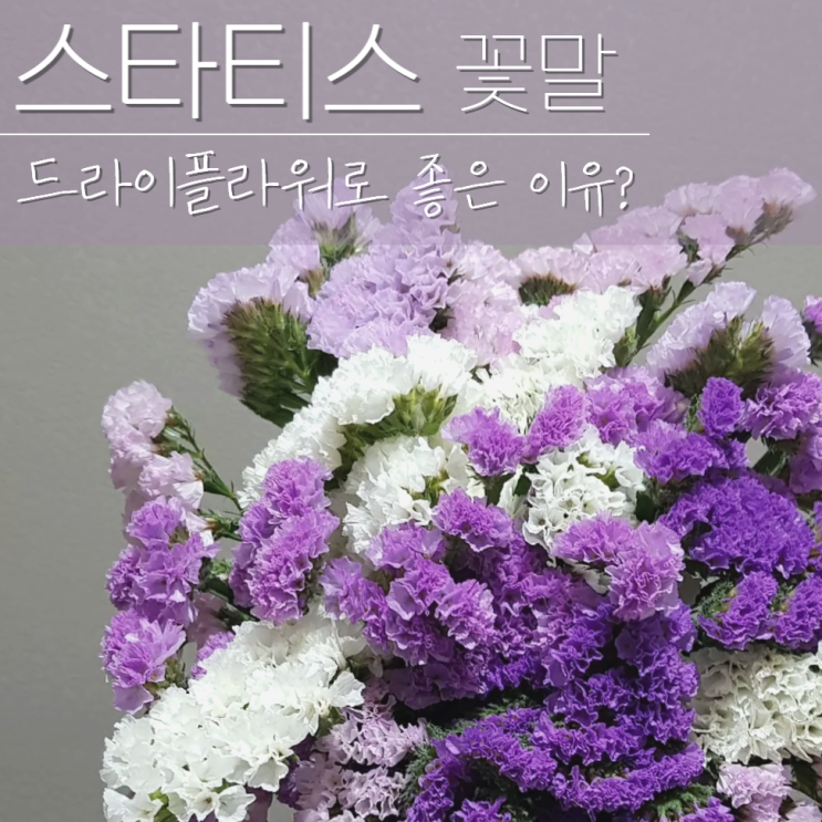  스타티스 꽃말 드라이플라워로 좋은꽃?