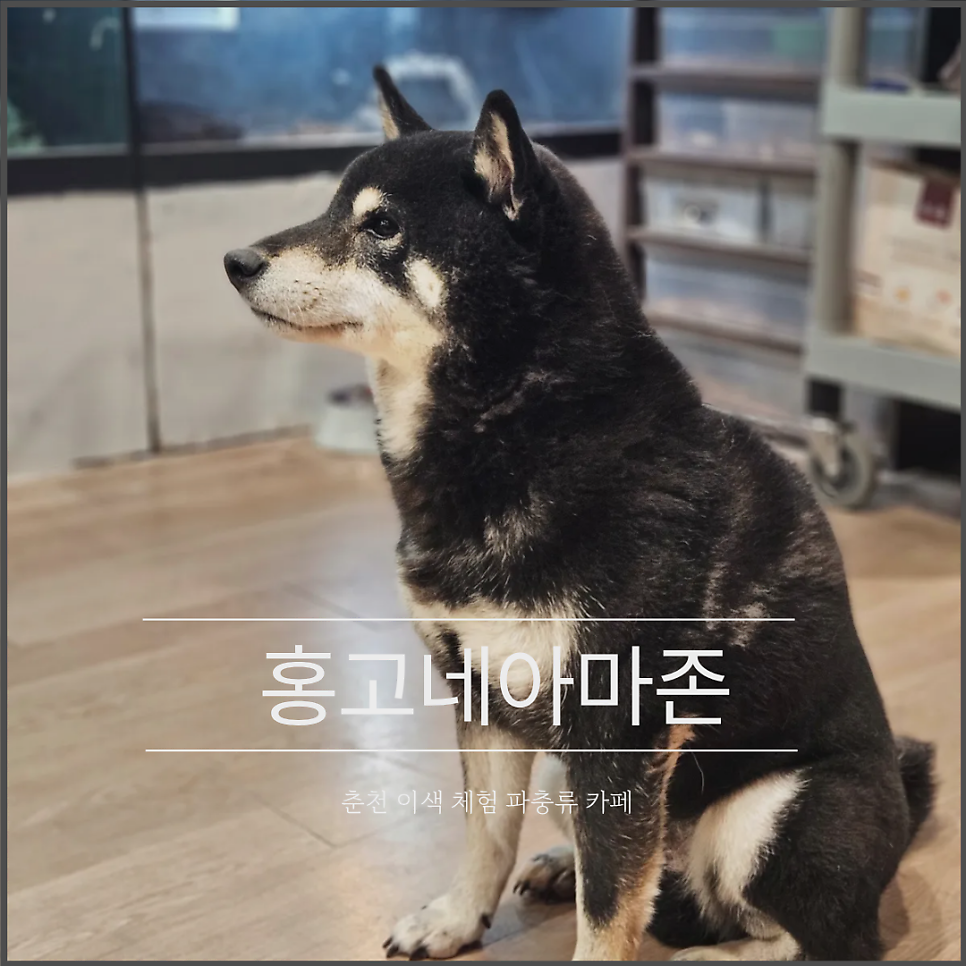 홍고네아마존 사진 1