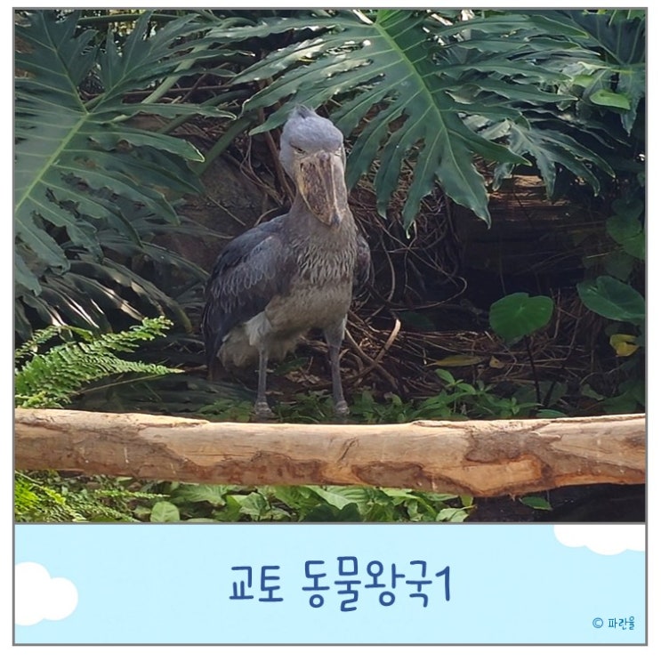  고베 아이와 가볼 만한 곳 동물왕국 1
