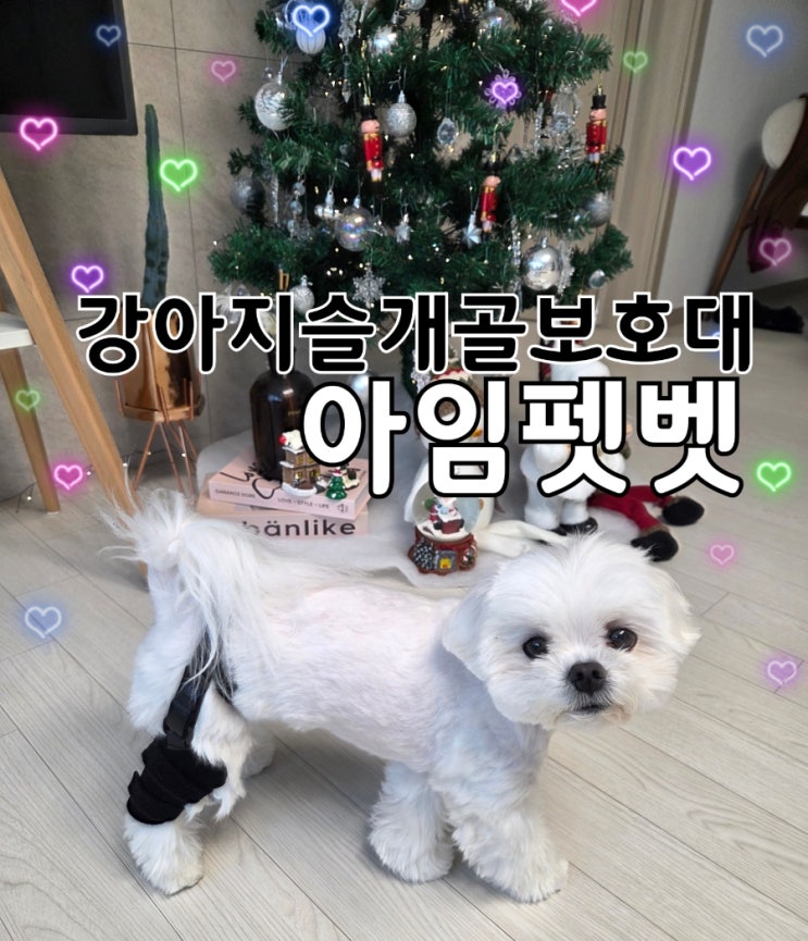  강아지슬개골탈구 보호대 아임펫벳