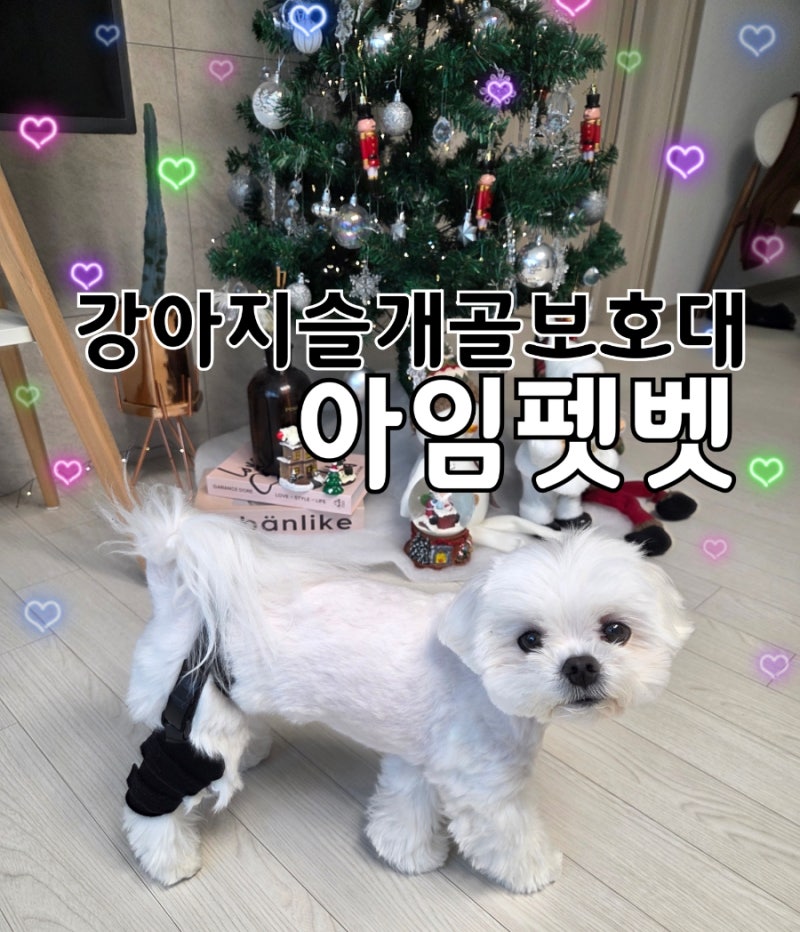 강아지슬개골탈구 보호대 아임펫벳