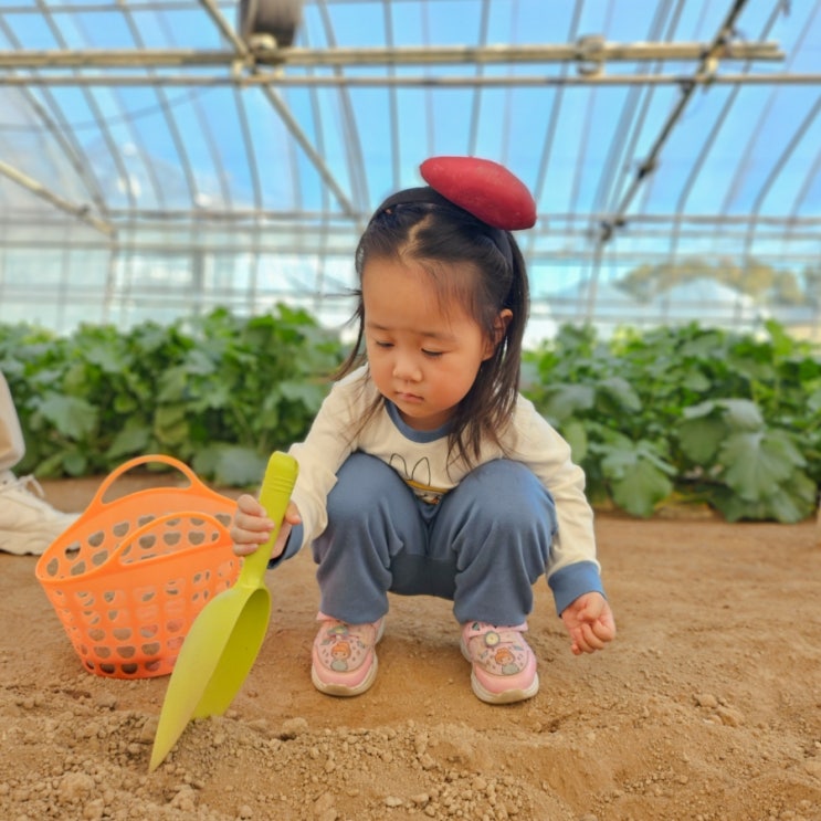  광주 소울팜 아이랑 가볼만한곳 실내놀이터 수확체험
