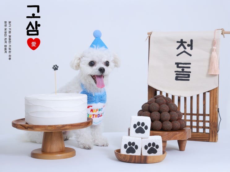  원주 강아지 돌사진 잘 찍는 곳｜포토라임 돌상 촬영 후기