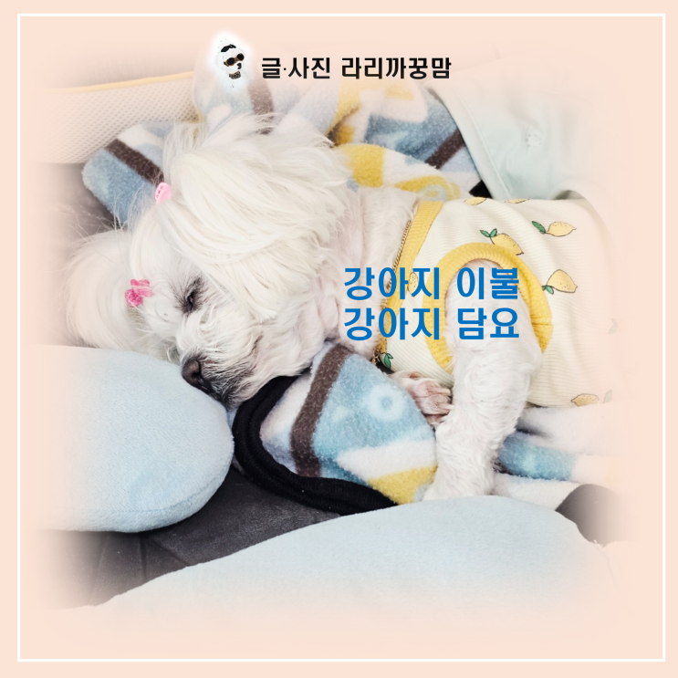  이불 밖은 위험해 강아지 이불과 담요, 꿍이가 홀딱 반한 모던하우스 소프트브리즈 리버시블 극세사 블랑켓