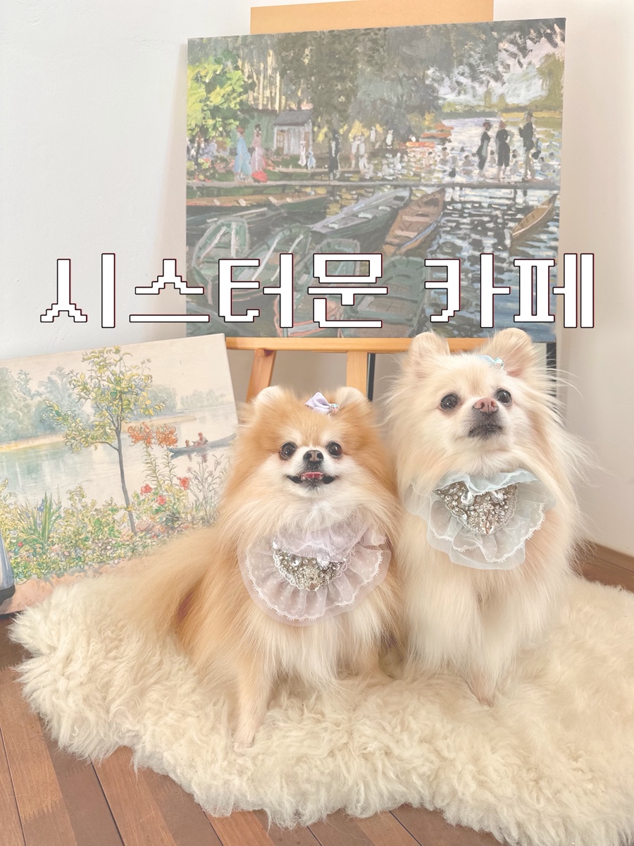 시스터문 사진 1