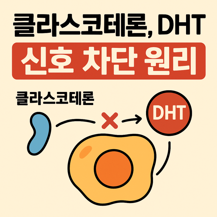  두피에서 안드로겐 수용체를 막는 방식