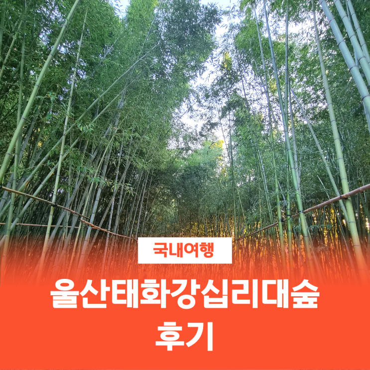  울산 가볼만한곳 울산태화강십리대숲 대나무숲