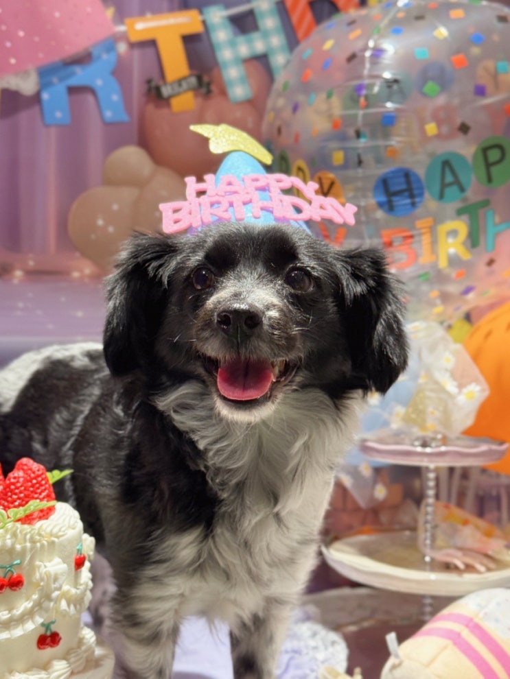  하남 미사 피터펫 애견카페에서 생일파티에 화식 간식까지 즐긴 깔끔한 실내놀이터에서 힐링한 하루