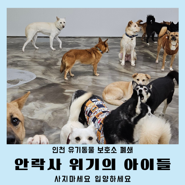  인천 유기견 보호소 소식 사지마세요 입양하세요