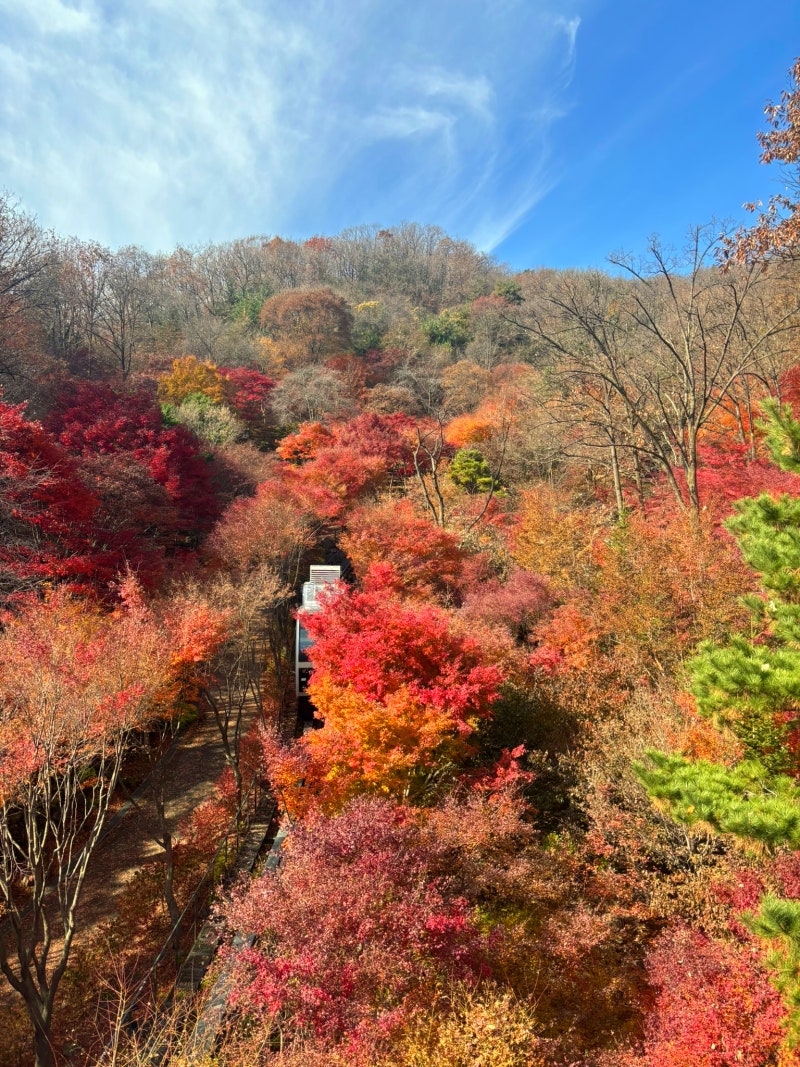 [경기 광주] 엄마랑 화담숲 11월 15일 다녀온 후기 (단풍 아직 많아요)