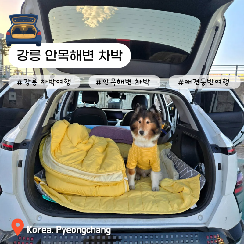[강원도 애견동반여행] 반려견과 함께하는 차박초보의 강릉 안목해변 차박여행