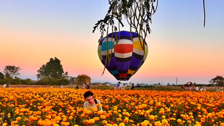  치앙마이 12월 아이랑 가볼만한 곳 매림 Aunty Nok Aeang Flower Farm 벌룬 축제