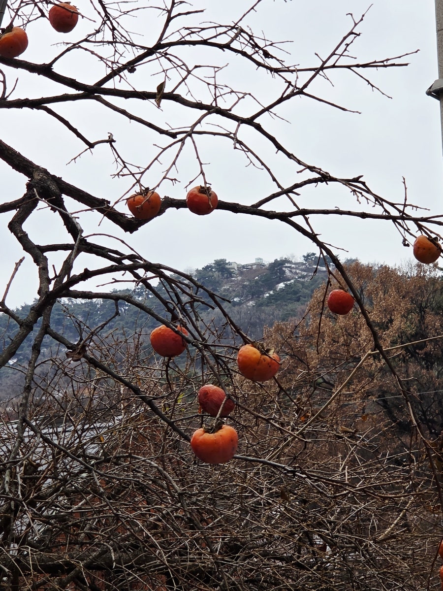 밀롱가 사진 5