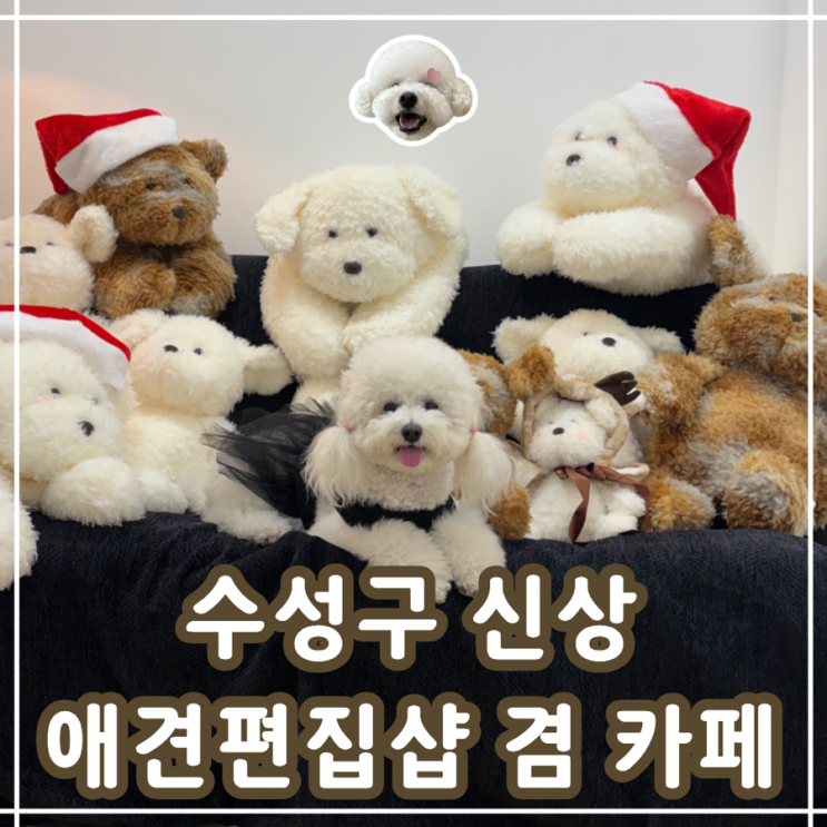  대구 애견카페 독파민 수성구 반려견용품점