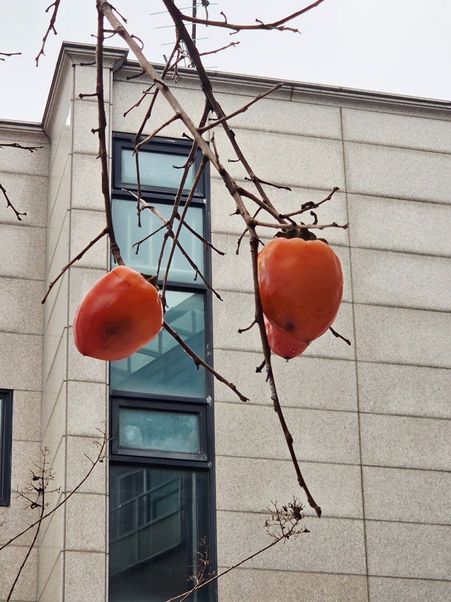 밀롱가 사진 6