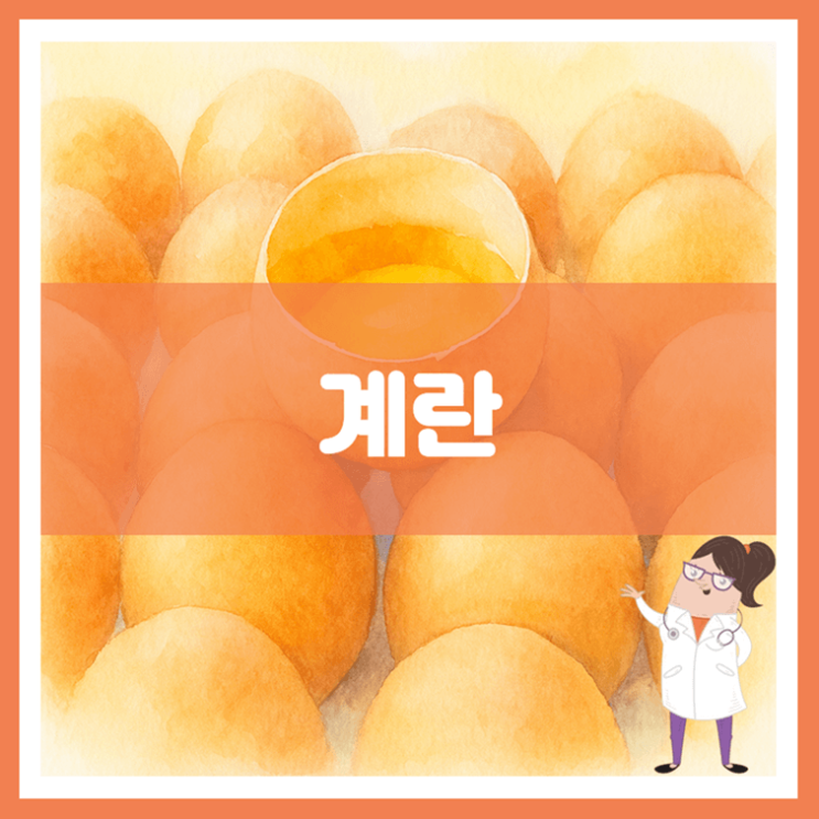  계란 효능 영양성분 부작용