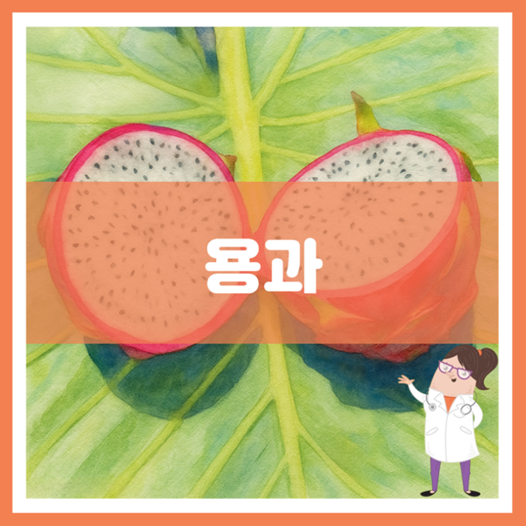  용과 효능 영양성분 부작용