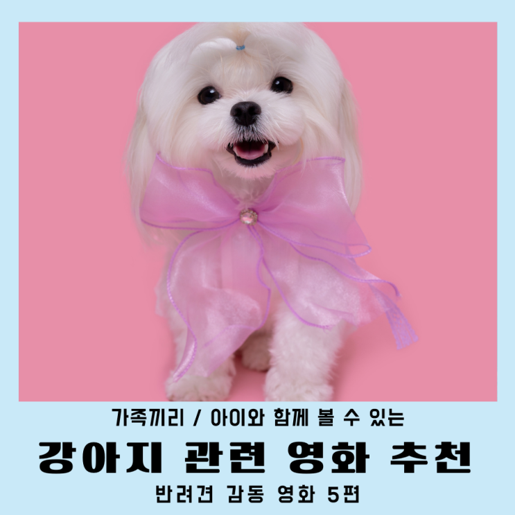  반려견 강아지 관련 영화 감동적인 5편 추천