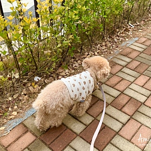 강아지 헥헥 거리는 이유 과호흡 원인 확인할게요!