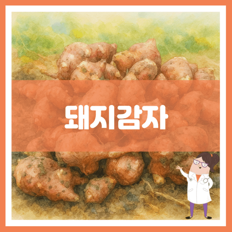  돼지감자 효능 영양성분 부작용