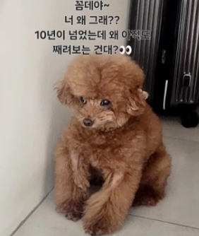   박나래 ‘주사이모’ 인스타그램에 샤이니 키 반려견 '꼼데' 포착? 불법 의료 행위 논란 속 키의 집 사진까지 확산!