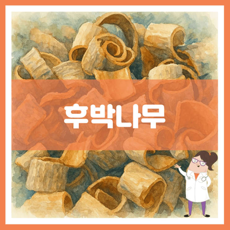  후박나무 효능 부작용 먹는 방법