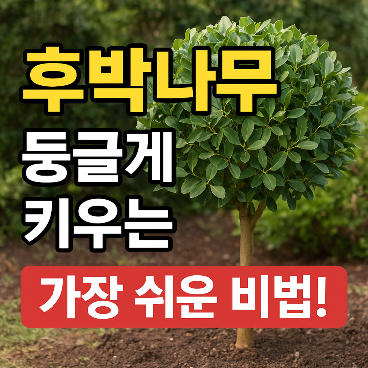  후박나무 가지치기 타이밍과 방법: 둥근 형태로 예쁘게 만드는 팁