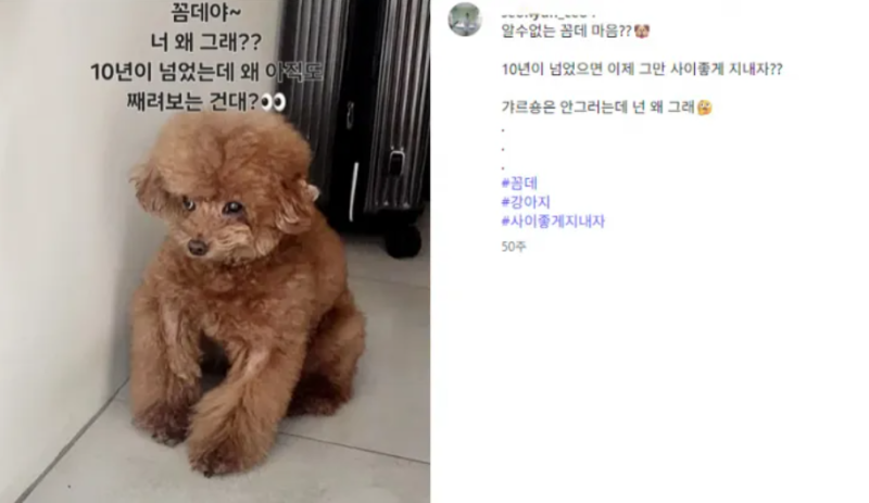 Park Na-rae, Jusaimo, Instagram, SHINee Key's dog Kkomde? The reason why the controversy over celebrities' follower lists grew