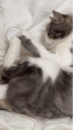 고양이 면역력 영양제 간보조제 선택한 3가지 이유