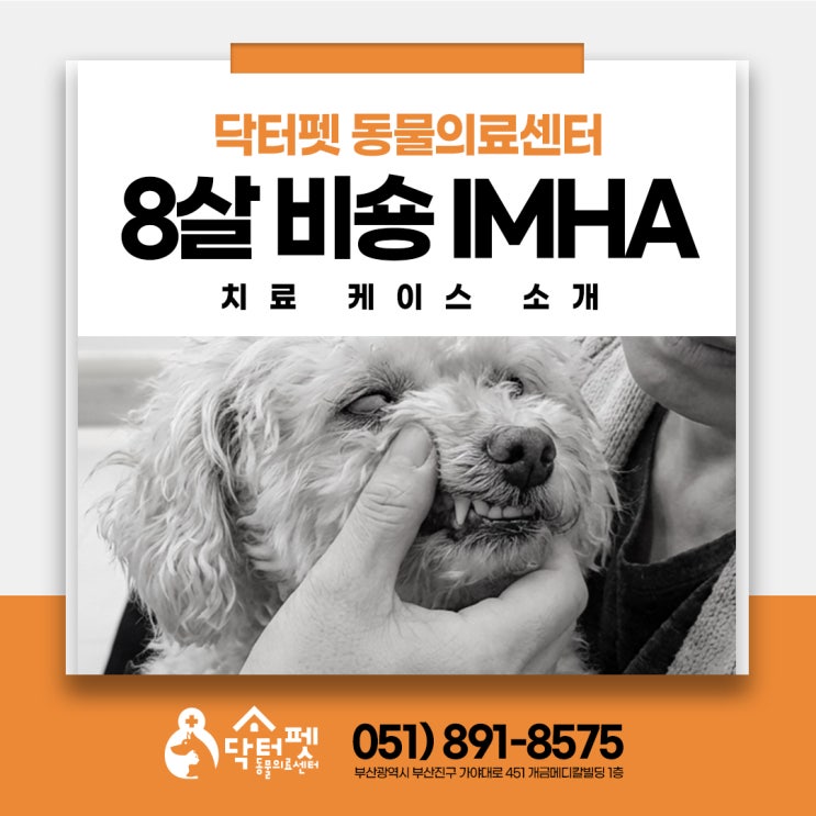  8살 비숑 갑자기 쓰러진 응급 빈혈 IMHA 면역매개성용혈성빈혈 수혈 부산 사상구 강아지 동물병원