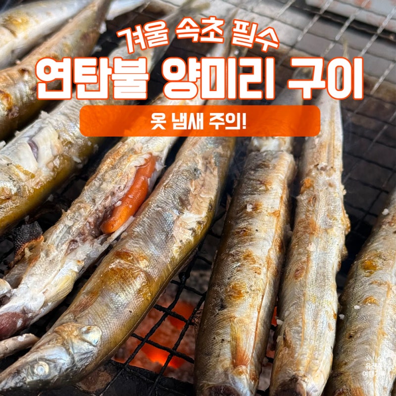 [속초 양미리 축제] 오징어난전, 지금이 제철! 기간,가격&30마리 먹방 꿀팁(feat.신양호)