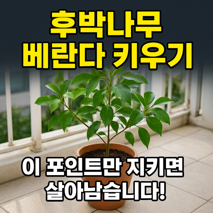   아파트 베란다에서 후박나무 키우기: 생존률 높이는 관리 포인트