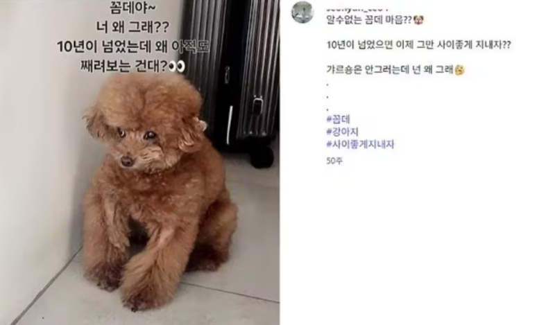 Park Na-rae Controversy: This Time, Even SHINee Key's Pet Dog Photo Has Surfaced