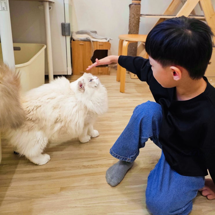  랙돌 고양이 성격, 단점까지 솔직 정리｜입양 전 꼭 알아두셔야 할 것들
