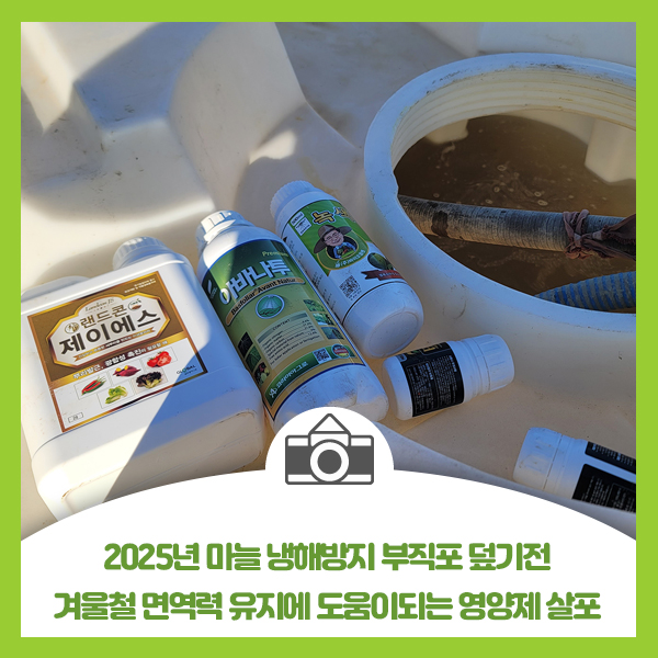  2025년 마늘 냉해방지 부직포 덮기전 겨울철 면역력 유지에 도움이되는 영양제 살포