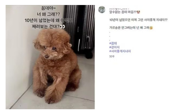 Is SHINee Key also involved? Fans shocked as his pet dog appears in 'Jusaimo' photos, suggesting a visit to a Hannam home