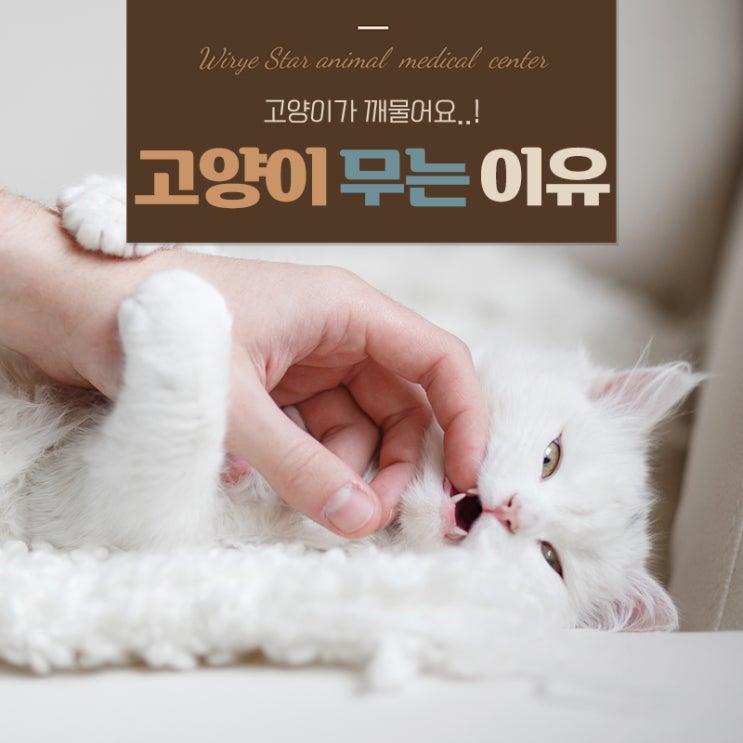  고양이 깨무는이유 총정리, 과한 깨물기 멈추게하는 보호자 행동법