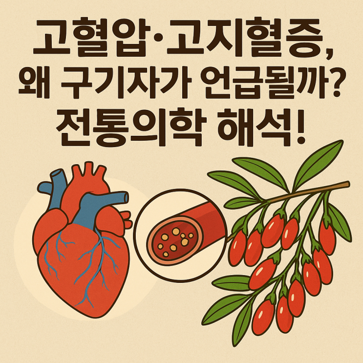   고혈압·고지혈증과 구기자 — 전통 의학에서는 어떻게 해석했을까?