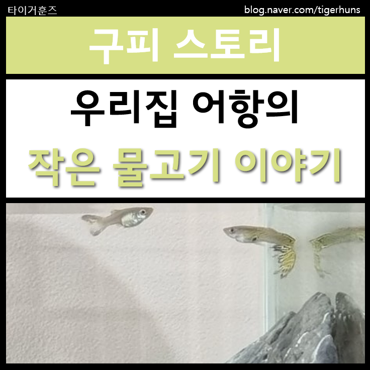  우리 집 어항의 작은 물고기, 구피 이야기
