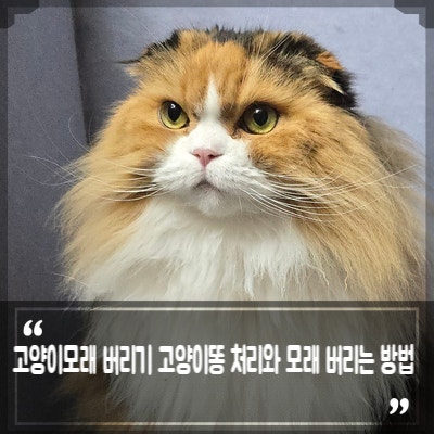 고양이모래 버리기 고양이똥 처리와 모래 버리는 방법 종량제 일반 기준은?
